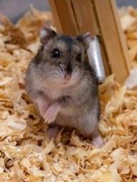 Título do anúncio: Hamster anão russo 