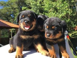Título do anúncio: Rottweiler com pedigre e garantia