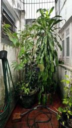 https://img.olx.com.br/thumbs256x256/67/673526750994076.jpg