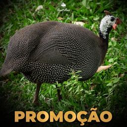 Título do anúncio: Galinha-d'angola (Promoção)