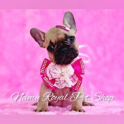 Título do anúncio: Bulldog francês fêmea top à pronta entrega, fotos reais - Namu Royal Pet Shop 