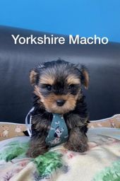 Título do anúncio: Yorkshire terrier lindos bebês a pronta entrega 