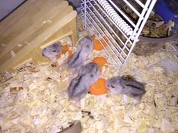 Hamster An�o russo
