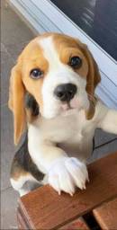 Título do anúncio: Beagle. Femia