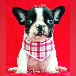 Título do anúncio: Bulldog francês macho piratinha, fotos reais - Namu Royal Pet Shop 
