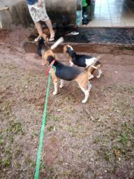 Título do anúncio: Cachorro beagle de caça 