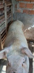 https://img.olx.com.br/thumbs256x256/69/696575273488504.jpg