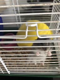 Hamster an�o
