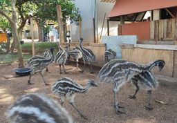 Título do anúncio: filhotes avestruz e emu