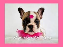 Título do anúncio: Bulldog Francês - charmosa fêmea (fotos reais) no Namu Royal loja de filhotes 