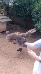 https://img.olx.com.br/thumbs256x256/69/699514393592977.jpg