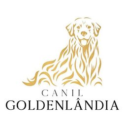 Título do anúncio: Golden Retriever Filhotes Puros e Exclusivos da GPK (Frete Incluso)