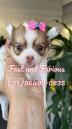Título do anúncio: Chihuahua fêmea Pêlo longo micro. Pedigree CBKC.!!!