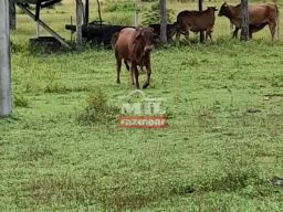 https://img.olx.com.br/thumbs256x256/70/705516537926739.jpg
