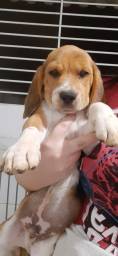 Título do anúncio: Beagle 13 polegadas Macho Filhote !!!