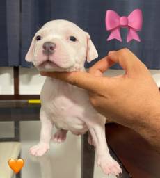 Título do anúncio: Filhote de American Pitbull Terrier 