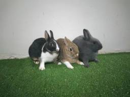 Título do anúncio: Filhotes de mini coelhos-Machos 