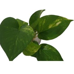 https://img.olx.com.br/thumbs256x256/70/706623176265880.jpg
