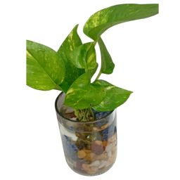 https://img.olx.com.br/thumbs256x256/71/711603669042016.jpg
