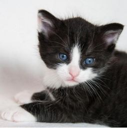 Título do anúncio: Gatinhos fofinhos para adoção
