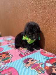 Título do anúncio: Poodle filhotinho toy black 