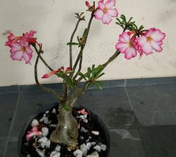 https://img.olx.com.br/thumbs256x256/71/716622546607314.jpg