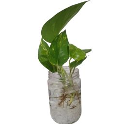 https://img.olx.com.br/thumbs256x256/71/716687175321367.jpg