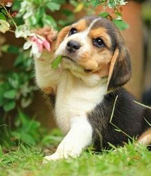Título do anúncio: Beagle padrão da raça com pedigree e recibo. Filhotes com garantias
