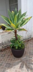 https://img.olx.com.br/thumbs256x256/72/723501727229106.jpg
