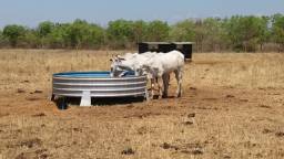 Título do anúncio: Bebedouro Fido bovino modelo australiano metálico 1500 litros