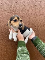 Título do anúncio: Beagle fêmea entregamos hoje 