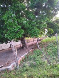 https://img.olx.com.br/thumbs256x256/72/727502277854369.jpg