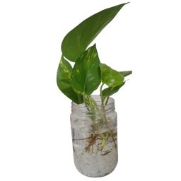 https://img.olx.com.br/thumbs256x256/72/728650295919366.jpg