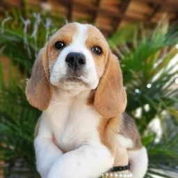 Título do anúncio: 13 polegadas Beagle Filhotes Canil Especializado na Raça com Pedigree 