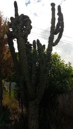 Título do anúncio: Cactus Mandacaru