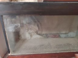 https://img.olx.com.br/thumbs256x256/73/731513492408261.jpg