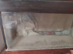 https://img.olx.com.br/thumbs256x256/73/731514011792100.jpg