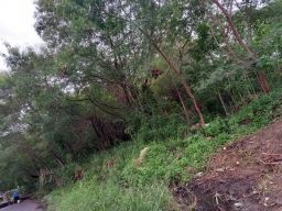 https://img.olx.com.br/thumbs256x256/73/732553640332301.jpg