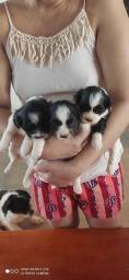 Título do anúncio: Shitzu com poodle 30 dias de nascido 
