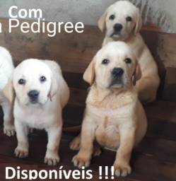 Título do anúncio: Labrador com Pedigree, Fêmeas ...