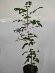 Título do anúncio: Planta moringa oleifera