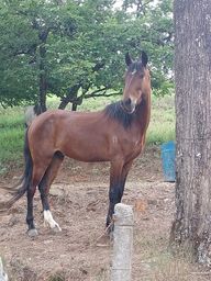 Título do anúncio: Vendo cavalo Macha batida registrado definitivo 4 anos