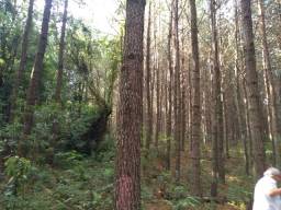 Título do anúncio: Vendo Floresta de Pinus Em Campos Novos SC