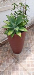https://img.olx.com.br/thumbs256x256/74/743504125615724.jpg