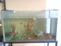 Aqu�rio