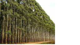 Título do anúncio: venda de eucalipto - região de Bambui-MG