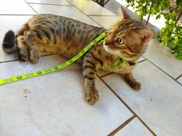 Título do anúncio:  gato bengal não é castrado está com dois anos