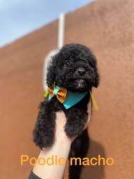 Título do anúncio: Poodle macho micro toy machinho 