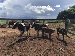 Vacas cruzadas paridas de Touro Senepol