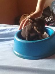 Filhote de pinscher macho